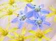 floating spring flowers
