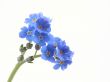 forget-me-nots
