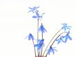 Scilla sibirica