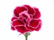 carnation