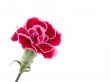 carnation