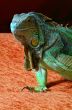 iguana