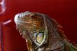 iguana