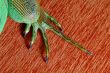 iguana