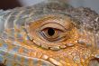 iguana