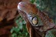 iguana