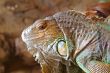 iguana