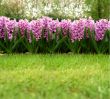 hyacinth