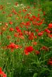 poppies