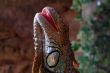 iguana