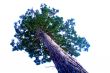 sequoia