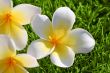 Plumeria on the Grass
