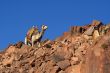 camel and sky