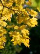 autumn branch maple with yellow sheet