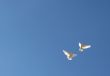 two flying dove