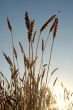 Ears of wheat before harvest with insect