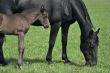 horse and small foal