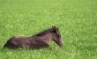 foal rests upon herb