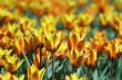 yellow-red tulips