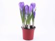 crocuses - buds