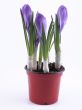 crocuses - buds