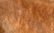 brown fur