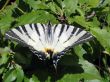 Tiger swallowtail