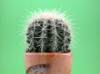 grussoni cactus