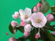 wild apple blossom
