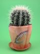 grussoni cactus
