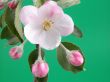 wild apple blossom