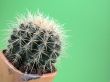grussoni cactus