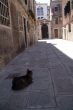 Alley Cat