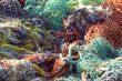 Fishing Nets