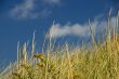 Sand Dune, Seagrass and Sky