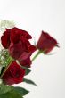 Beautiful Red Rose