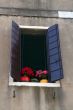 Flowers in the window