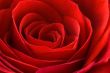 Beautiful Red Rose