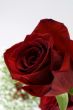 Beautiful Red Rose