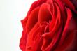 Beautiful Red Rose