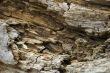 Beautiful Wood Texture
