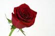 Beautiful Red Rose