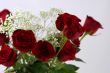 Beautiful Red Rose