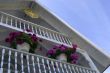 Hanging Baskets