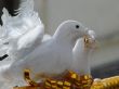 Wedding decorations with pigeons and gold rings
