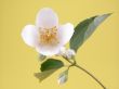 jasmine