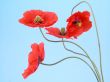 arrangement of red poppies