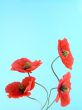 arrangement of red poppies
