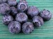 blueberries
