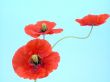 arrangement of red poppies